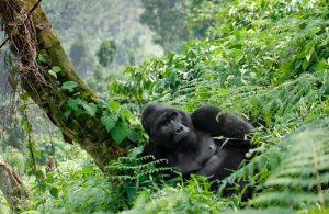 Book Gorilla Trekking and a Wildlife Safari in Uganda