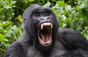 Why Uganda Isn’t as Globally Recognised as It Could Be