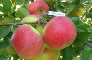 новейшими сортами зимней яблони