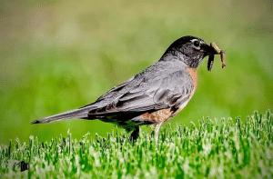 A Bird That Eats Worms in the Soil