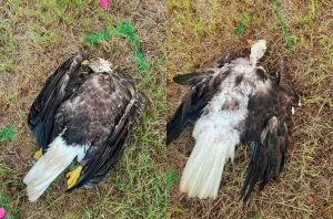 Endangered Birds And Poaching