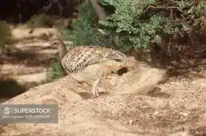 Mound Nesting Birds