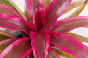 Truly Unique Tropical, Colorful, Easy Care Bromeliad Plants 