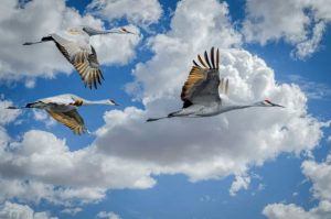 Bird Migration Photography