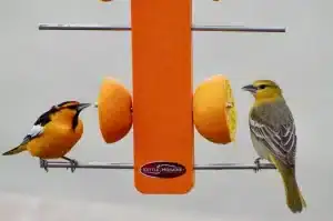 What Bird Seed Attracts Orioles