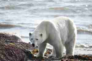Picture of a polar bear in the wild representing the fundament elements of Somatic Experiencing, a type of somatic therapy.