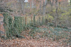 Read more about the article Eradicating Honeysuckle and Wrangling English Ivy