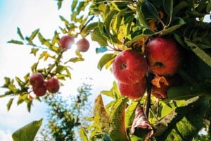 Apples on tree