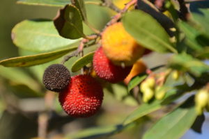 French fruit tree