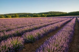 Simiane-la-Rotonde Lavender Farm and Distillery: SIMIANE-LA-ROTONDE, FRANCE