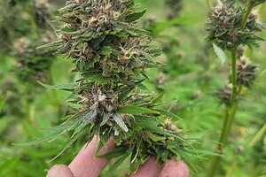 Fleurs CBD bio françaises