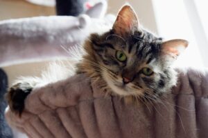 Gerettetes Tier im neuen Zuhause bei Pflege- oder Adoptivfamilie