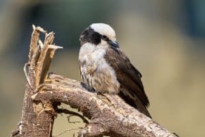 A Bird Perched on a Branch: Stunning Moments in Nature Captured
