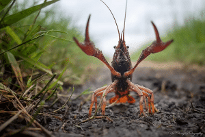 Are Insects More Related to a Lobster Or a Bird