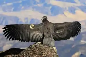 Biggest Bird in Usa