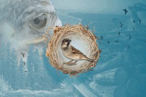 Bird Nesting And Deforestation