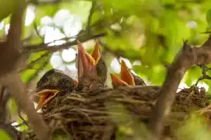 Bird Nesting Shrubs