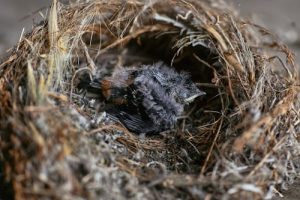 Bird Nesting Strategies