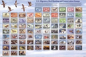Buy a Federal Migratory Bird Stamp
