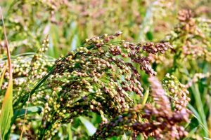 Can Bird Seed Grow