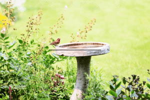 Can You Plant Flowers in a Bird Bath