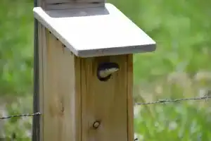 Do Bird Boxes Need a Perch