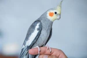 Do Pet Birds Have Parasites