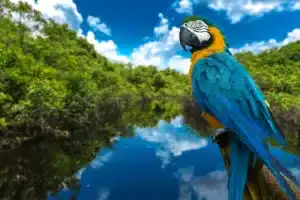 Endangered Birds in the Amazon