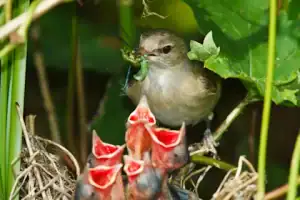 How Do Birds Feed Hatchlings