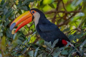 How is the Toucan Adapted to Hot Climate