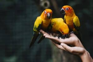 How to Choose a Bird
