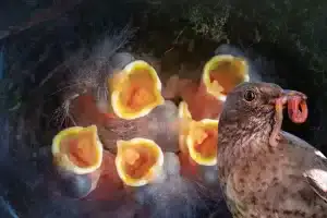 Infant Bird Care