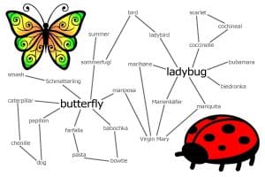Is Butterfly an Insect Or Bird
