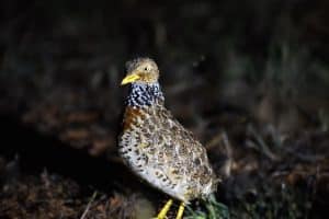 Most Endangered Birds