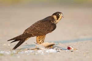 Peregrine Falcon Bird Call
