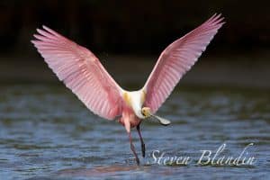 Pink Colored Birds Florida