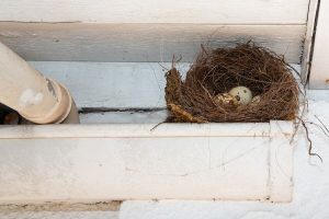 Should Outside Bird House Be Disinfected