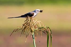 What Bird Catches Insects in Midair