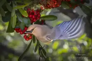 What Bird Eats Berries