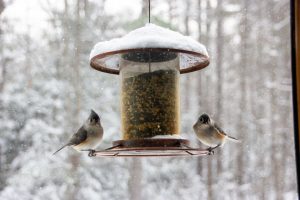 What Bird Seed to Use in Winter