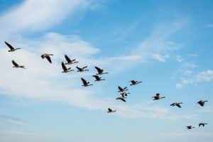 What Happens If Birds Dont Migrate