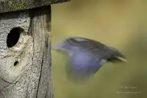 When Fledglings Leave Nests