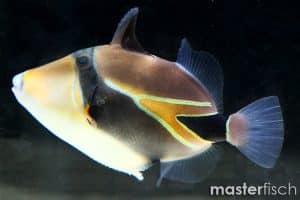 Why is Reef Triggerfish Hawaiian State Bird