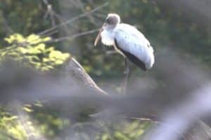 Wisconsin Rare Bird Alert