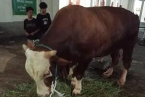Sapi kurban Presiden yang dibeli menggunakan APBN untuk disalurkan ke seluruh Indonesia
