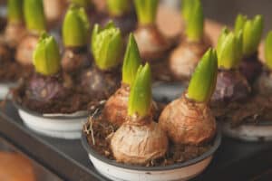 Flower bulbs in pots ready for planting in the flowerbed. Close up