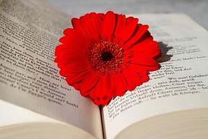 a book, open book, read, flower, gerbera, red, school, nature, training, study, world literature, excerpt from shakespeare, language, english, german, poet, flower background, playwright, beautiful flowers, lyricist, writer, flower wallpaper, university