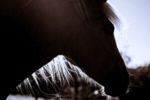 The Flo Féa story 4 FloFea 5629 e1729166352983