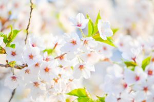 3月春