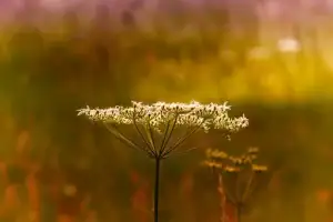 Plantes sauvages médicinales